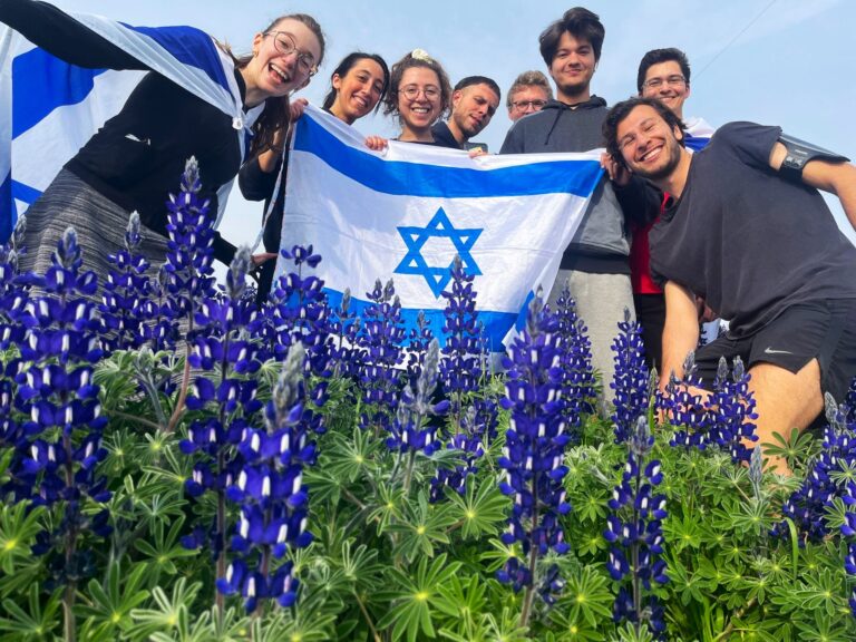 The flowering of lupines in Jerusalem